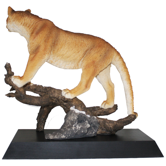 Mountain Lion Cougar Award